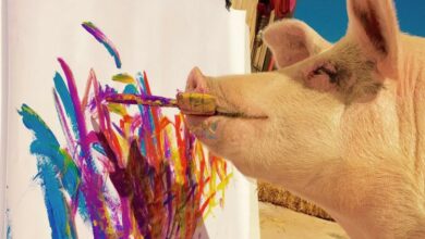 Pigcasso - svinja umjetnik koja na slikama zarađuje hiljade dolara