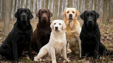 Labradori već 28 godina najpopularnija rasa psa u SAD