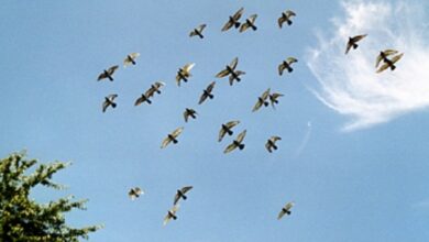 Sudarili se avion i jato ptica iznad Sarajeva