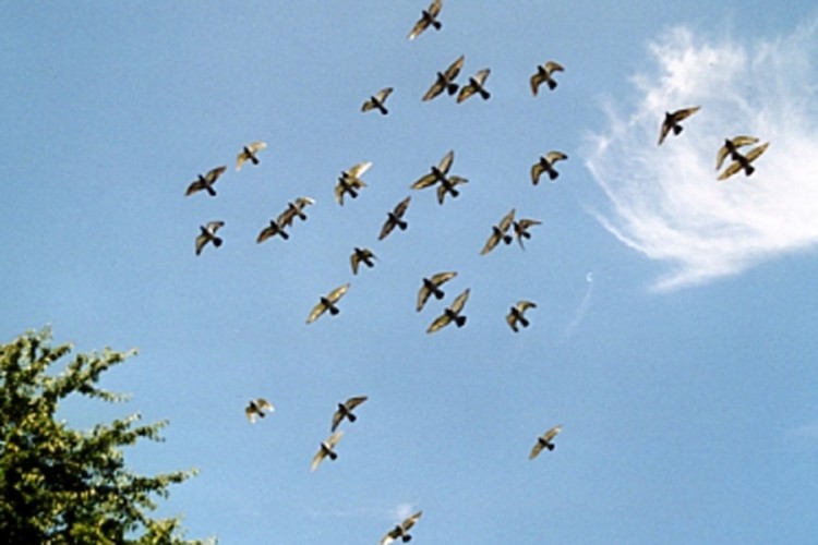 Sudarili se avion i jato ptica iznad Sarajeva