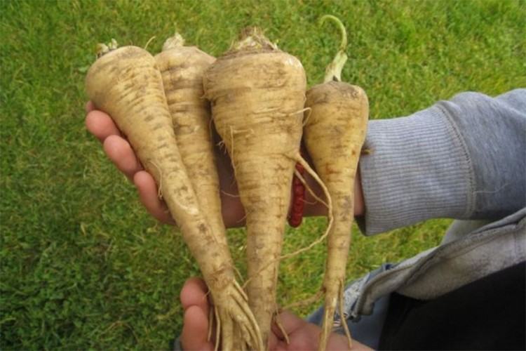 Paštrnjak - aromatična biljka savršena za zdravlje