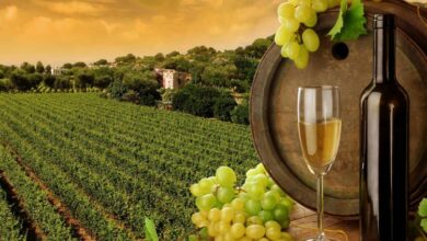 Hrvatska želi da zaštiti nazive vina koje i BiH koristi