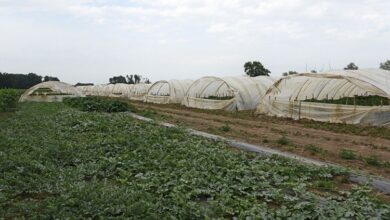 Klaster spas za povrtare i prerađivače