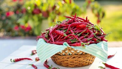 Ljuta paprika usporava širenje raka pluća