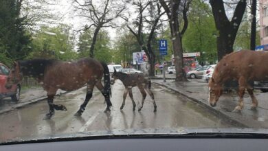Konji šetaju centrom Banjaluke