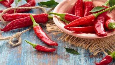 Ljuta paprika usporava širenje raka pluća