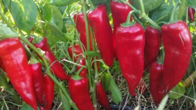 Paprika ajvaruša “zlatna koka” za ratare