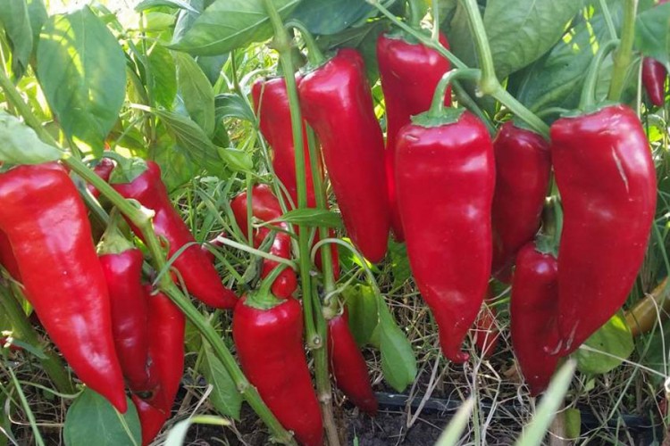 Paprika ajvaruša “zlatna koka” za ratare