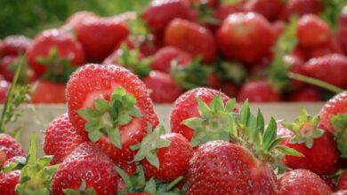 Kako se zaštititi od pesticida u ranom voću i povrću?