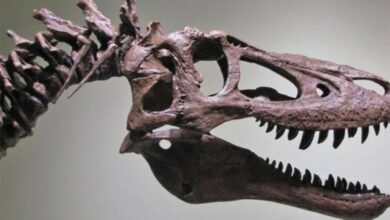 Na prodaju skelet bebe tiranosaurusa