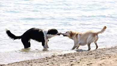 Pet frendli na crnogorskim plažama?