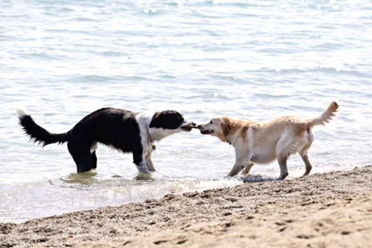 Pet frendli na crnogorskim plažama?