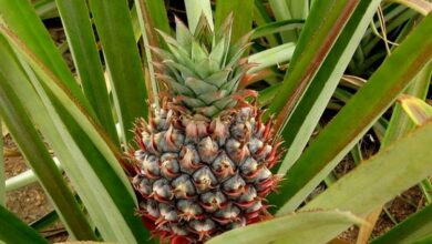 Ananas, tropska supernamirnica