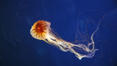 U Jadranskom moru se pojavila otrovna meduza