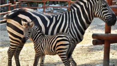 Beogradski zoo vrt bogatiji za crno-bijelu bebu