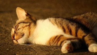 Hapšenje u Laktašima: Ubio komšiji mačku jer mu je zadavila piliće
