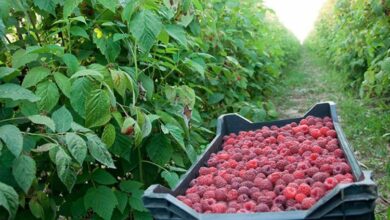 Nedostaje radnika za berbu maline
