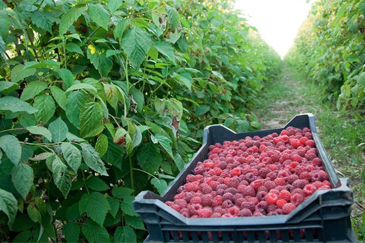 Nedostaje radnika za berbu maline