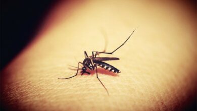Najgora epidemija denga groznice u istoriji Bangladeša