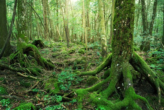 Mještani banjalučkog naselja pronašli skelet u šumi