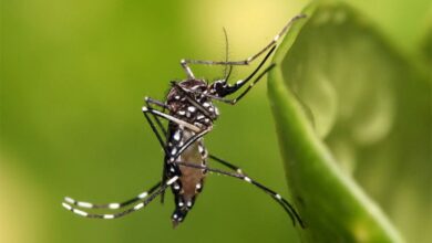 Proglašena epidemija denga groznice