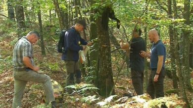 Mađari ispituju hrast u Srpskoj, žele obnoviti svoje šume