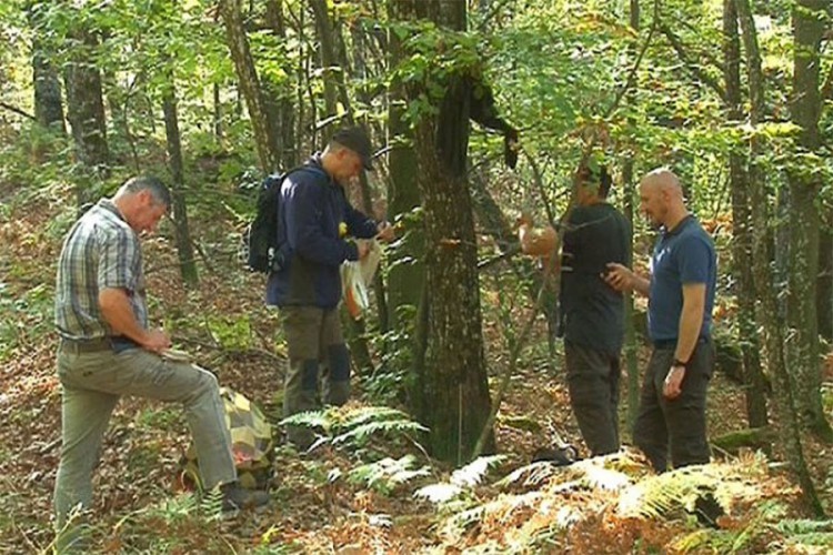 Mađari ispituju hrast u Srpskoj, žele obnoviti svoje šume