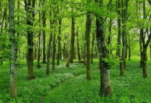 Kako šume utiču na naše mentalno i fizičko zdravlje