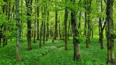 Kako šume utiču na naše mentalno i fizičko zdravlje