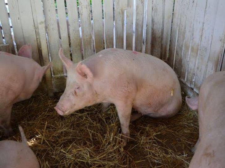 Semberijski stočari u strahu od nove epidemije afričke kuge svinja