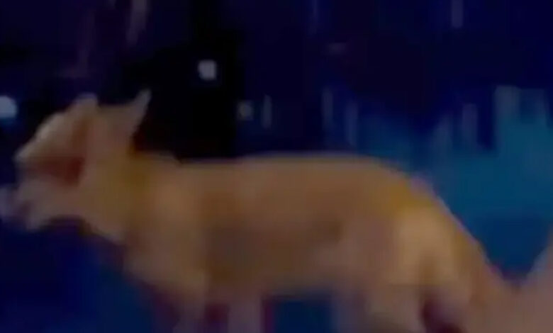 Lisica snimljena u bašti kafića u Boriku, video zabilježio čitalac