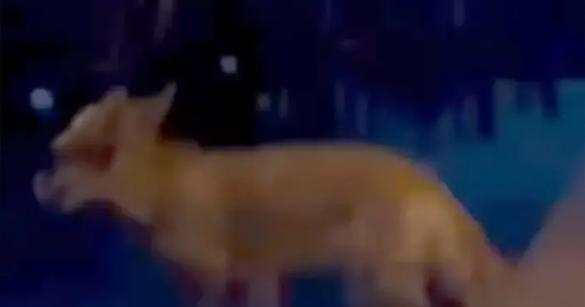 Lisica snimljena u bašti kafića u Boriku, video zabilježio čitalac