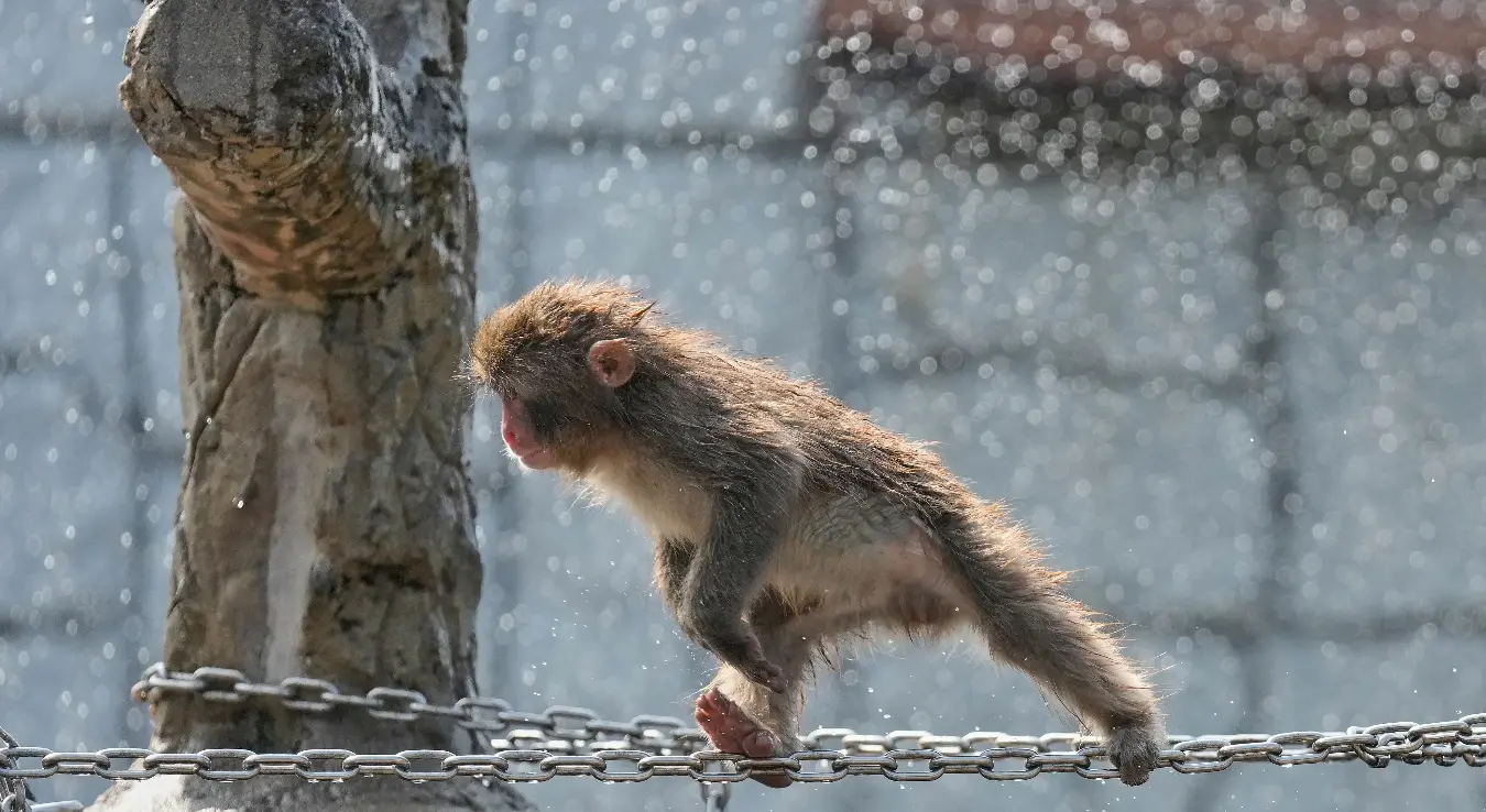 Ekstremna vrućina u Japanu: Peti uzastopni dan temperature preko 40 stepeni