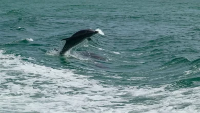 Neobična posjeta na zadarskoj obali: Delfin oduševio kupače igrom s loptom