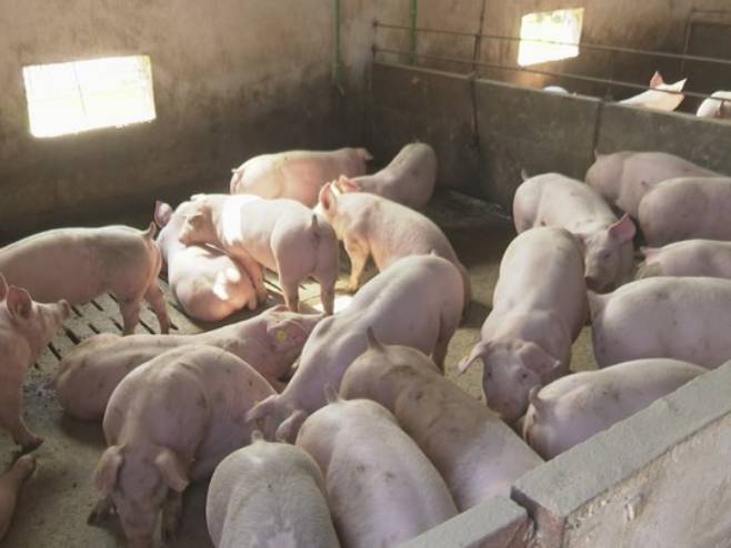Oprez i dalje potreban: afrička kuga svinja u Semberiji pod kontrolom