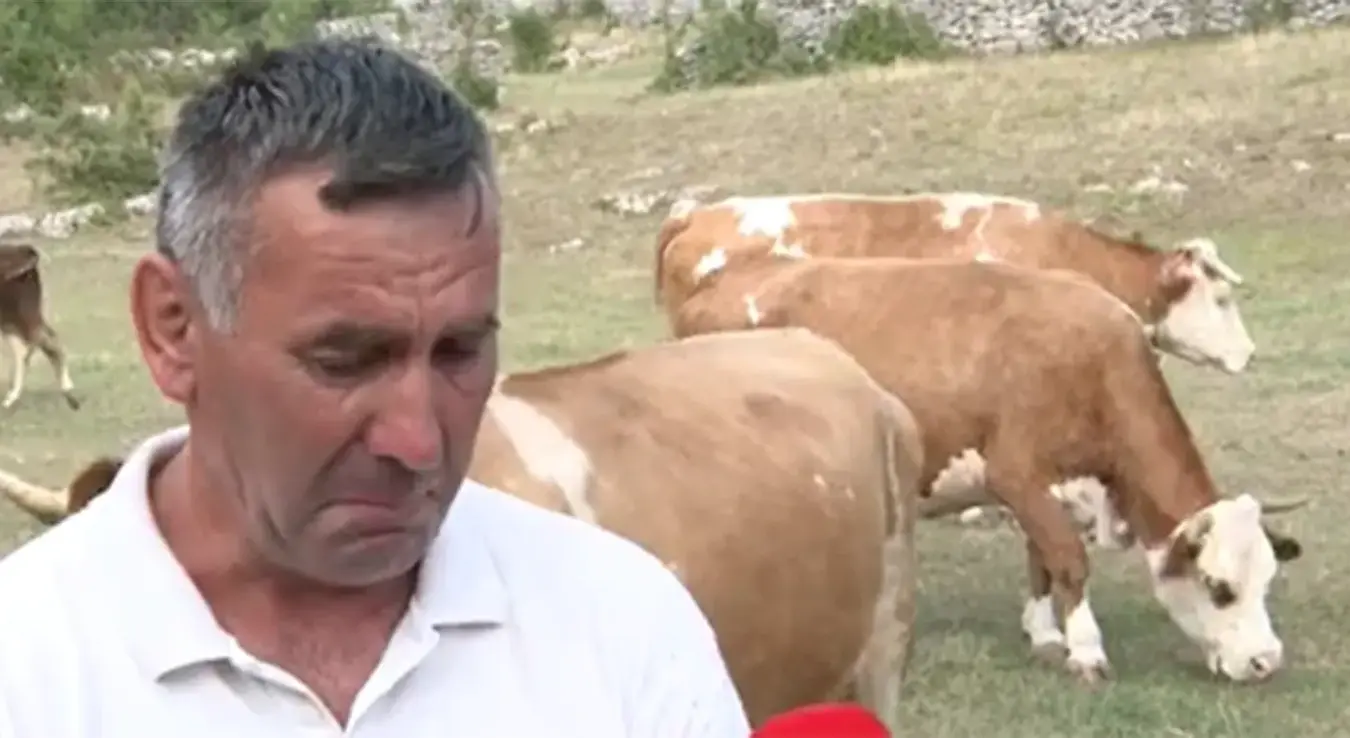 Od tuge do radosti: Porodica Brčić ponovo ima štalu punu krava