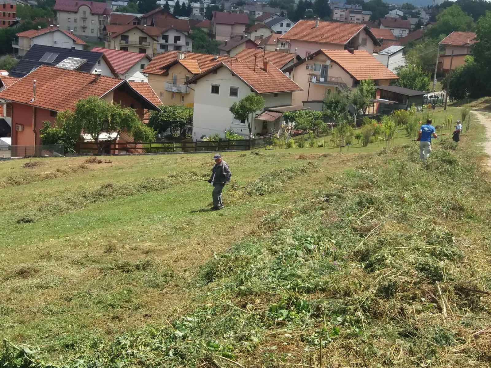 Banjalučke vlasti započele uklanjanje ambrozije sa javnih površina
