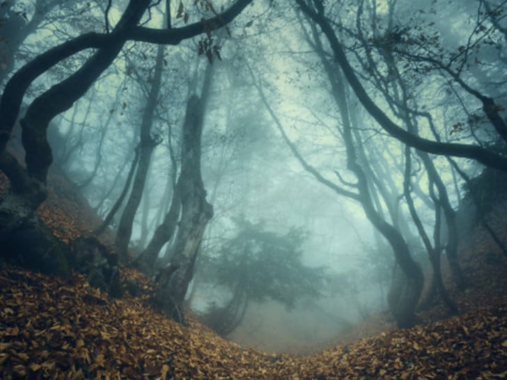 Transilvanijska misterija: Šuma Hoia-Baciu i dalje krije tajne