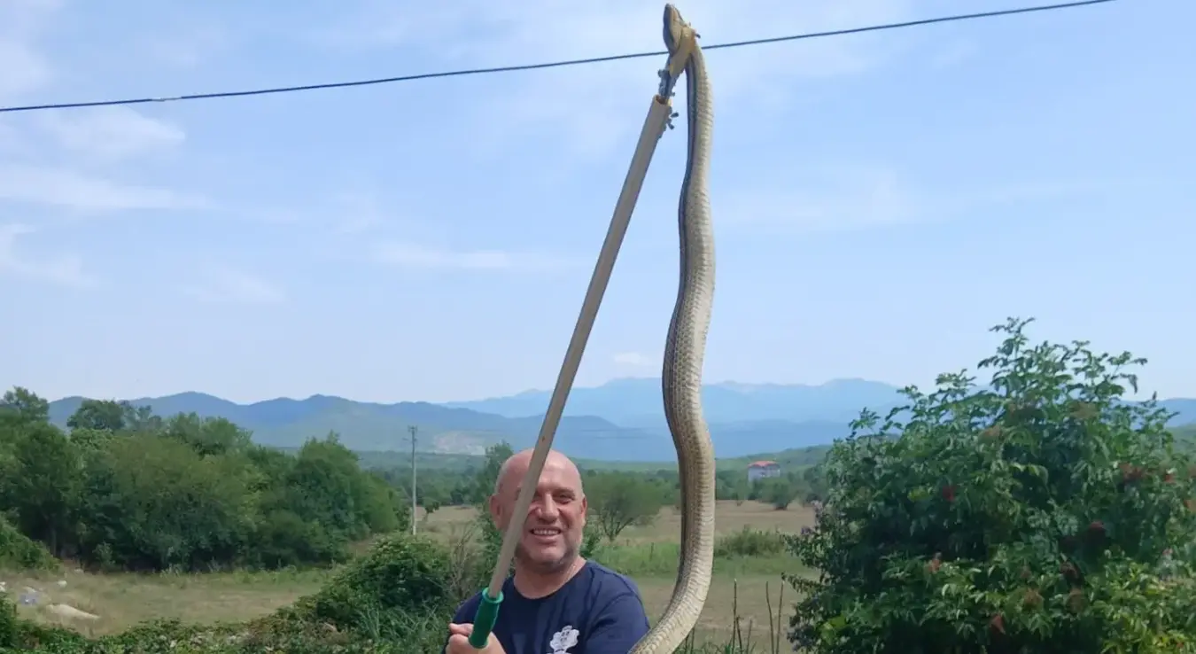 Poznati trebinjski lovac na zmije Mišo Pamučina uhvatio trojicu gmazova, među kojima i jednu dugu preko dva metra