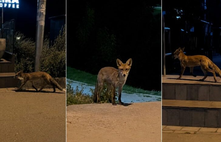 Lisica u bašti banjalučkog lokala: Snimljena kod Venecija mosta