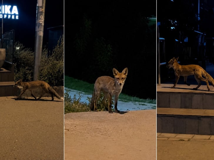 Lisica u bašti banjalučkog lokala: Snimljena kod Venecija mosta