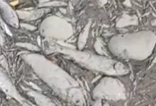 Suša presušila Turjanicu i izazvala pomor ribe kod Laktaša