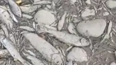 Suša presušila Turjanicu i izazvala pomor ribe kod Laktaša