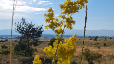 Vruće do 37 stepeni uz pretežno sunčano vrijeme