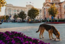 Banjaluka izdvaja 3.451 KM za posude za pse: koliko će ih biti ostaje nepoznato