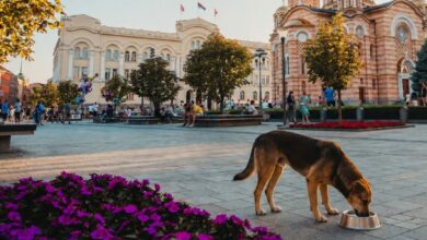 Banjaluka izdvaja 3.451 KM za posude za pse: koliko će ih biti ostaje nepoznato
