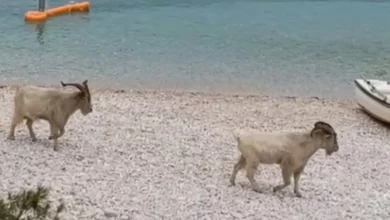 Snimljeno na Visu: koze na plaži spustile su se sa litica