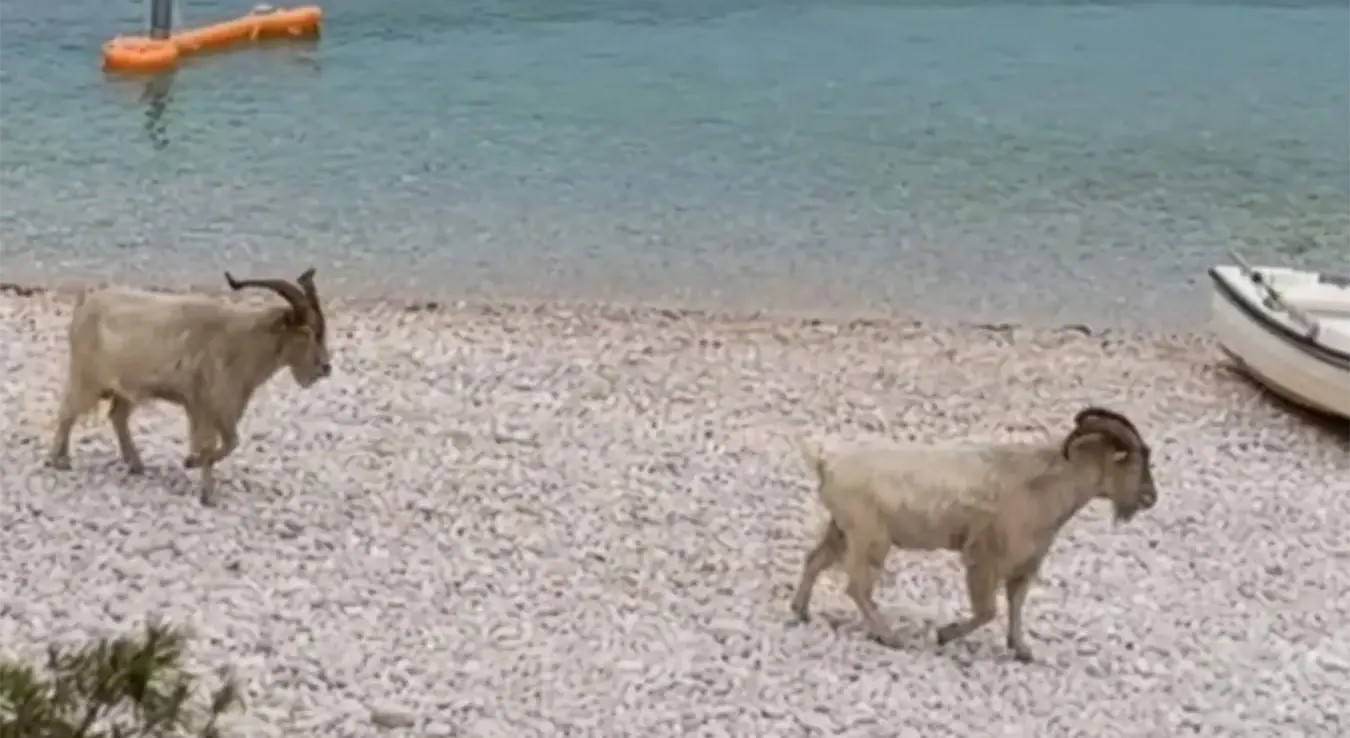 Snimljeno na Visu: koze na plaži spustile su se sa litica