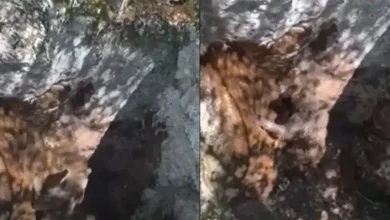 Lovci spasili medvjedića iz duboke jame