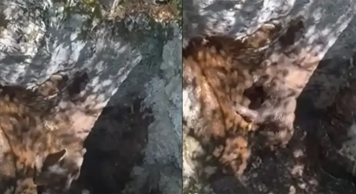 Lovci spasili medvjedića iz duboke jame